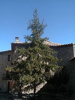 picea excelsa