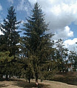 Norway Spruce - Picea abies - picea excelsa