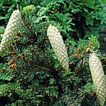 Norway Spruce - Picea abies - picea excelsa