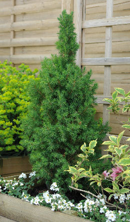 Dwarf Alberta White Spruce - Picea glauca 'Conica'