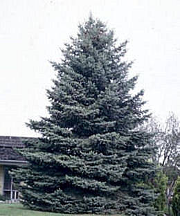 Colorado Spruce - Blue Spruce - Picea pungens - picea parryana