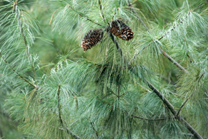 Chinese White pine - Pinus armandii
