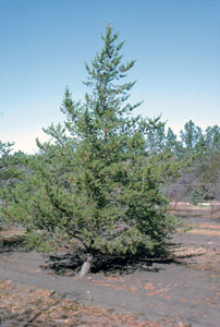 Jack pine - Pinus banksiana