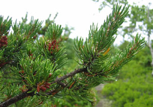 Jack pine - Pinus banksiana