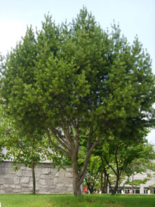 Lace back pine - Pinus bungeana