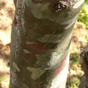 Lace back pine - Pinus bungeana