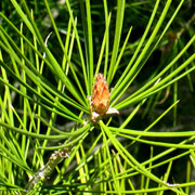 Lace back pine - Pinus bungeana