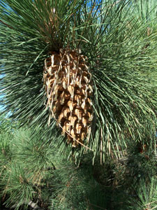 Coulter Pine - Pinus coulteri