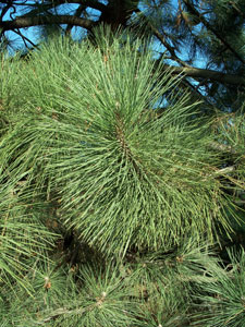 Coulter Pine - Pinus coulteri