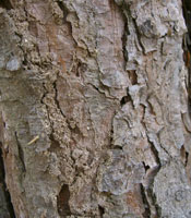 Japanese Red Pine - Pinus densiflora