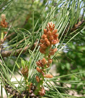 Japanese Red Pine - Pinus densiflora