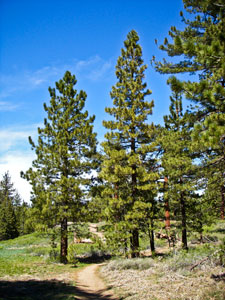 Jeffrey pine - Pinus jeffreyi