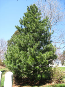 Korean pine - Pinus koraiensis