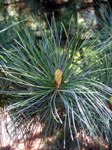 Korean pine - Pinus koraiensis