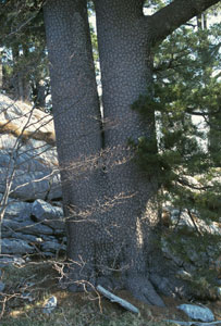 Bosnian pine - Pinus leucodermis