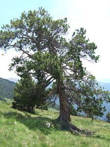 Mountain pine - Pinus montana uncinata