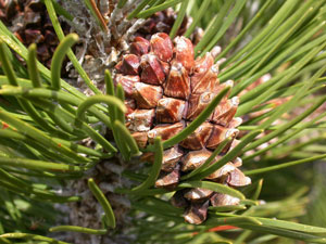 Mountain pine - Pinus montana uncinata