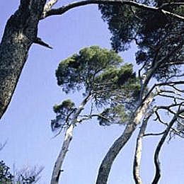 Aleppo Pine - Pinus halepensis