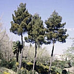 Aleppo Pine - Pinus halepensis