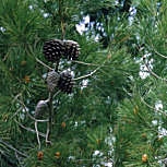 Aleppo Pine - Pinus halepensis