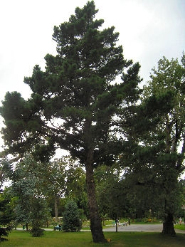 Monterrey Pine - Radiata Pine - Pinus radiata - Pinus insignis