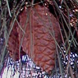 Monterrey Pine - Radiata Pine - Pinus radiata - Pinus insignis