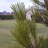 Monterrey Pine - Radiata Pine - Pinus radiata - Pinus insignis