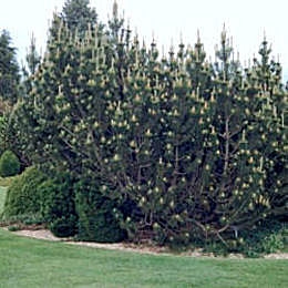 Dwarf Mugo Pumilio Pine - Pinus mugo pumilio