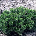 Dwarf Mugo Pumilio Pine - Pinus mugo pumilio