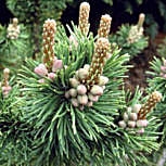 Dwarf Mugo Pumilio Pine - Pinus mugo pumilio