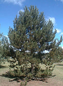 Austrian Pine - Pinus nigra austriaca - Pinus nigra nigra
