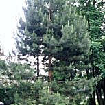 Austrian Pine - Pinus nigra austriaca - Pinus nigra nigra