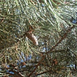 Austrian Pine - Pinus nigra austriaca - Pinus nigra nigra