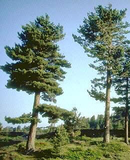 Calabrian Pine - Pinus nigra calabrica
