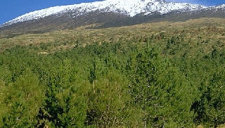 Calabrian Pine - Pinus nigra calabrica