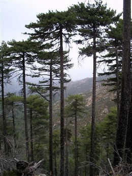 Corsican Pine - Pinus nigra corsicana