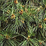 Corsican Pine - Pinus nigra corsicana
