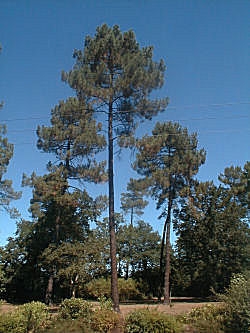 Maritime Pine - Pinus pinaster