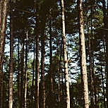 Maritime Pine - Pinus pinaster