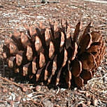 Maritime Pine - Pinus pinaster