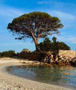 Umbrella Pine - Stone Pine - Pinus pinea