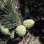 Umbrella Pine - Stone Pine - Pinus pinea