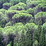 Umbrella Pine - Stone Pine - Pinus pinea