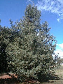 Eastern White Pine - Pinus strobus