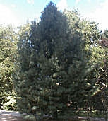 Eastern White Pine - Pinus strobus