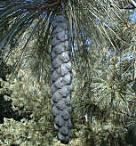 Eastern White Pine - Pinus strobus