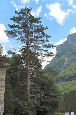Scots Pine - Pinus sylvestris