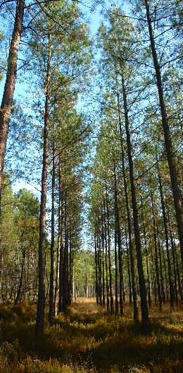Loblolly Pine - Pinus taeda