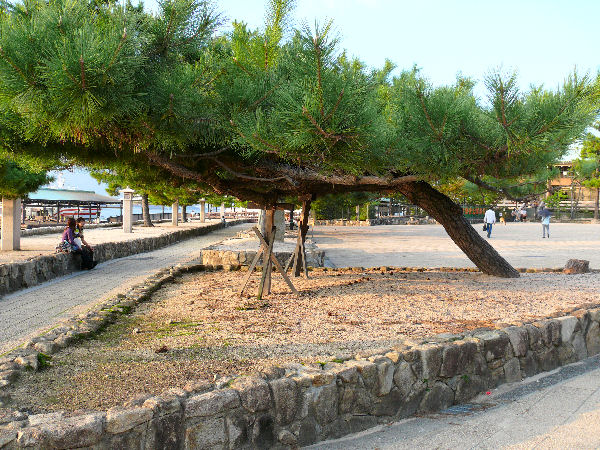 Japanese Black Pine - Pinus thunbergii