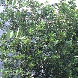 Mastic Tree